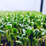 Cantaloupe Microgreens