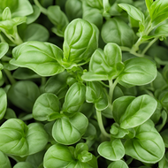 Basil