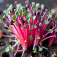 Rainbow Radish