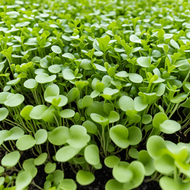 Wasabi Mustard