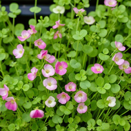 Harvest Creation Sweet Pea Microgreens