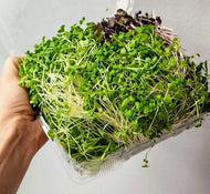 Harvest Creation Microgreen Sampler
